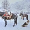 Incroyables et stoïques chevaux qui viennent de passer la nuit dehors à gratter la neige gelée pour tenter de se nourrir !